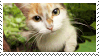 Cat poking at the viewer