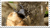 Stag beetle on a tree stump